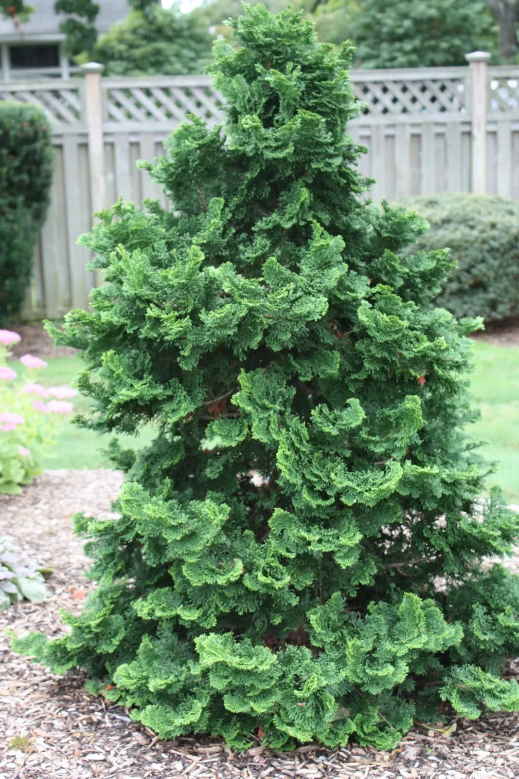 Hinoki Cypress